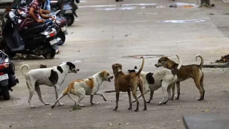 कुपवाड़ा – पुंछ में अब शिक्षक करेंगे आवारा कुत्तों की निगरानी, स्कूलों में नई जिम्मेदारी लागू कड़ा मॉनिटरिंग सिस्टम